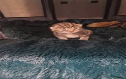 Siberian cats for sale: Siberian/bengal cross - Image 8