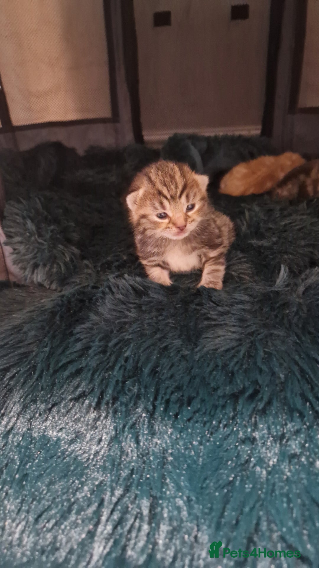 Siberian cats for sale: Siberian/bengal cross - Image 8