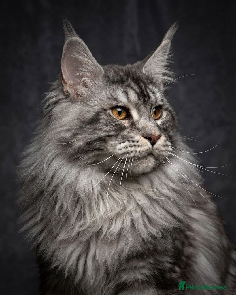 Maine Coon cats GCCF & TICA BLACK SILVER & TABBY MAINE COON STUDS - Advert 1