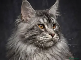 Maine Coon cats GCCF & TICA BLACK SILVER & TABBY MAINE COON STUDS - Advert 1