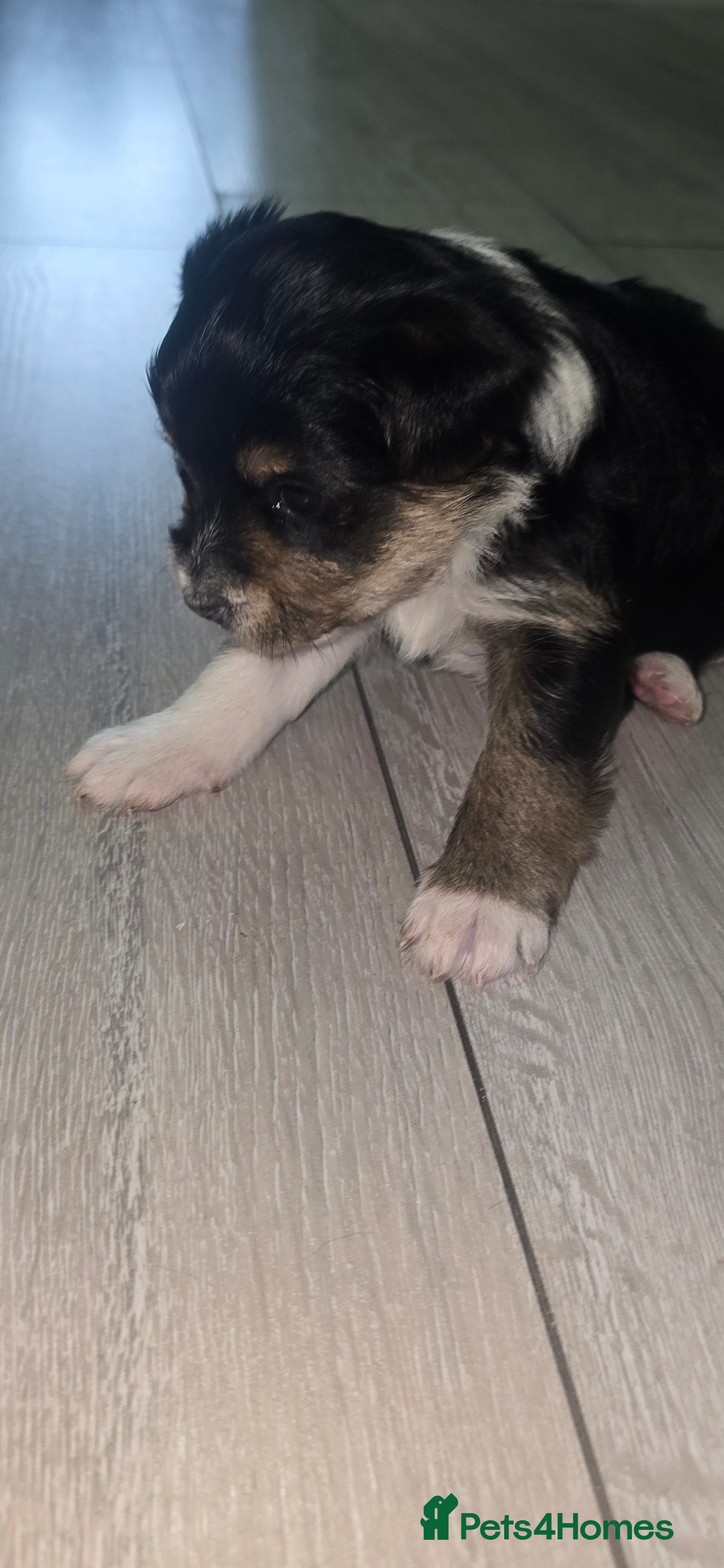 Mixed Breed dogs Yorkshire terier puppys - Advert 6