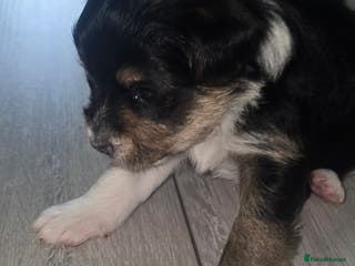 Mixed Breed dogs Yorkshire terier puppys - Advert 3