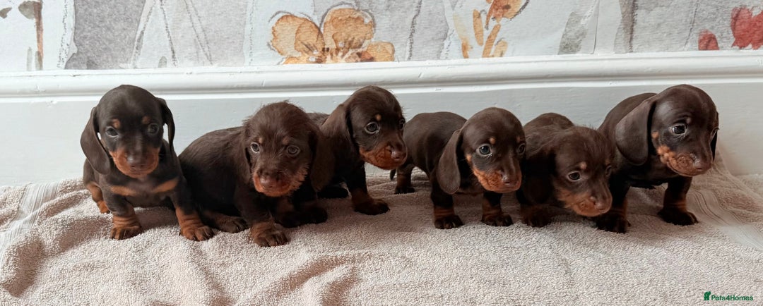 Miniature Dachshund dogs for sale: Quality miniature dachshund puppies  - Image 20