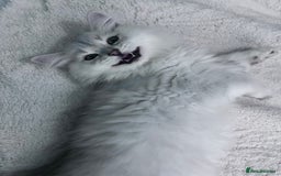British Longhair cats for sale: READY NOW ‼️🏆British Longhair Boy.GCCF  - Image 8