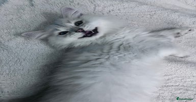 British Longhair cats - Advert 12