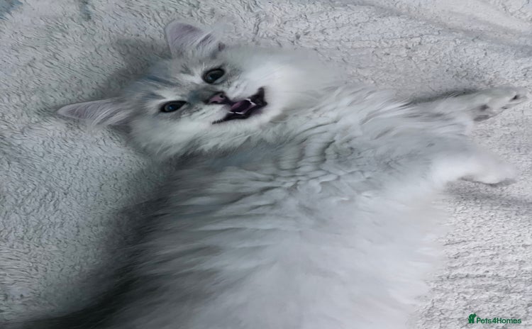 British Longhair cats - Advert 2