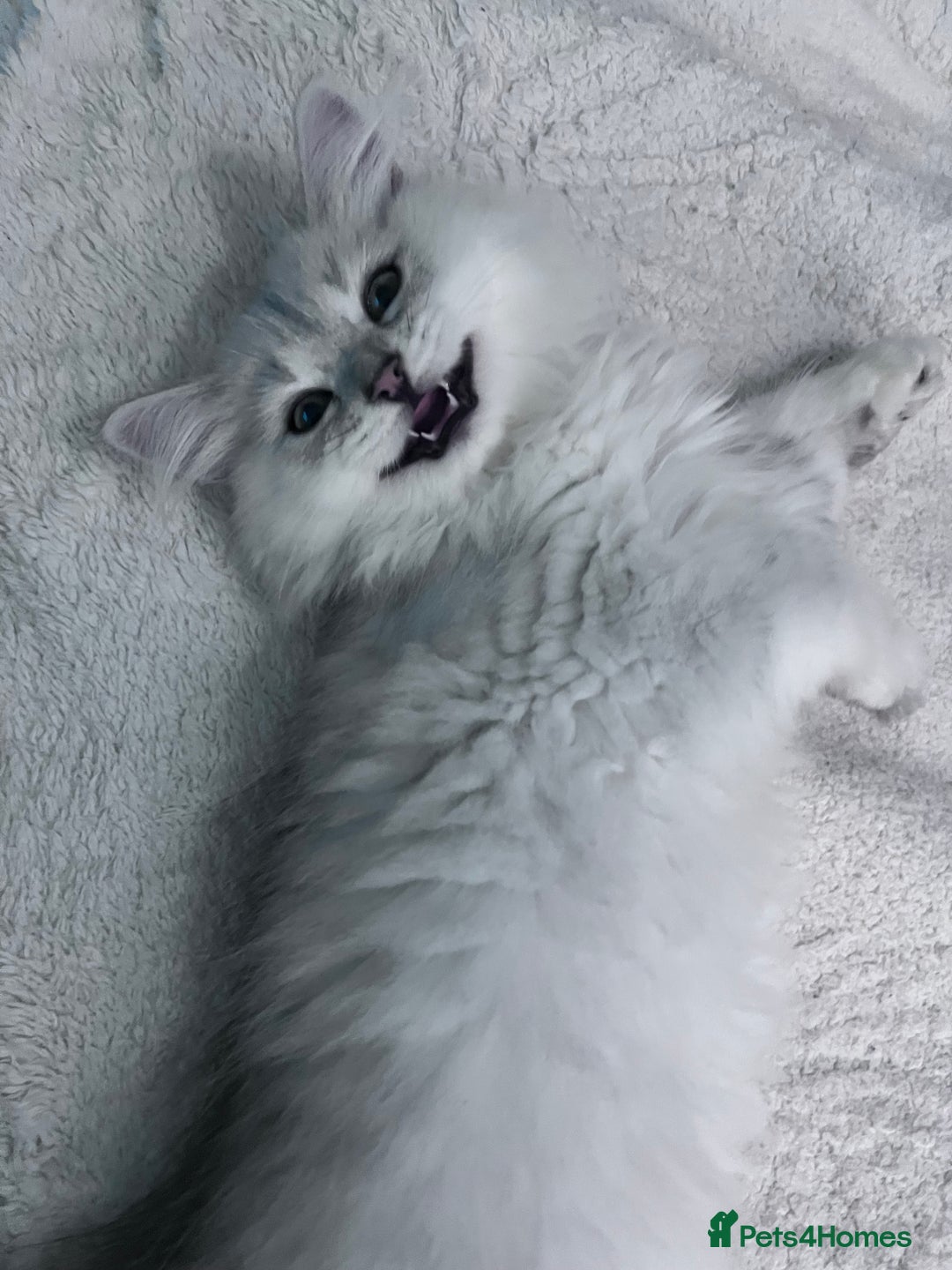 British Longhair cats for sale: READY NOW ‼️🏆British Longhair Boy.GCCF  - Image 8