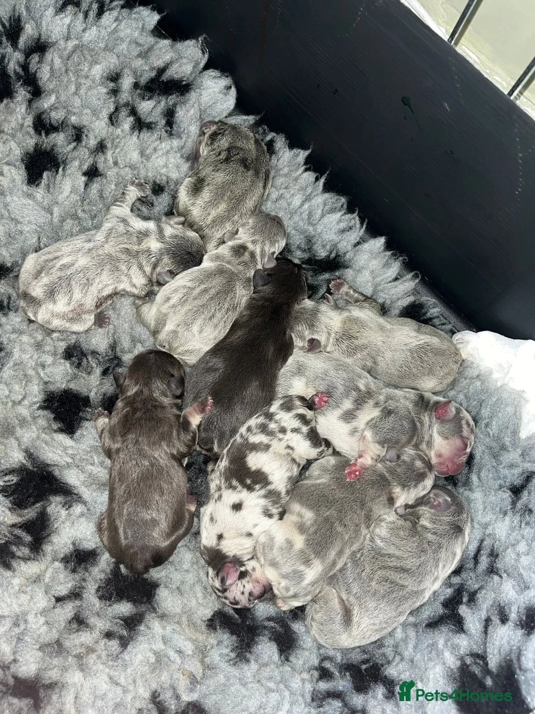 French Bulldog dogs for stud: ** RogueRoyales Zeus ** Fully Suited Lilac Merle  in Wolverhampton - Advert 19