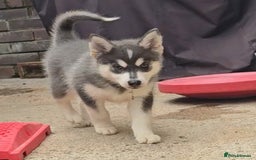 Pomsky dogs for sale: Stunning Pomsky Puppies Ready Now - Image 8