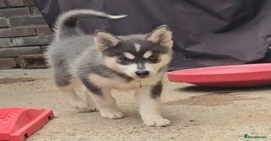 Pomsky dogs - Advert 13