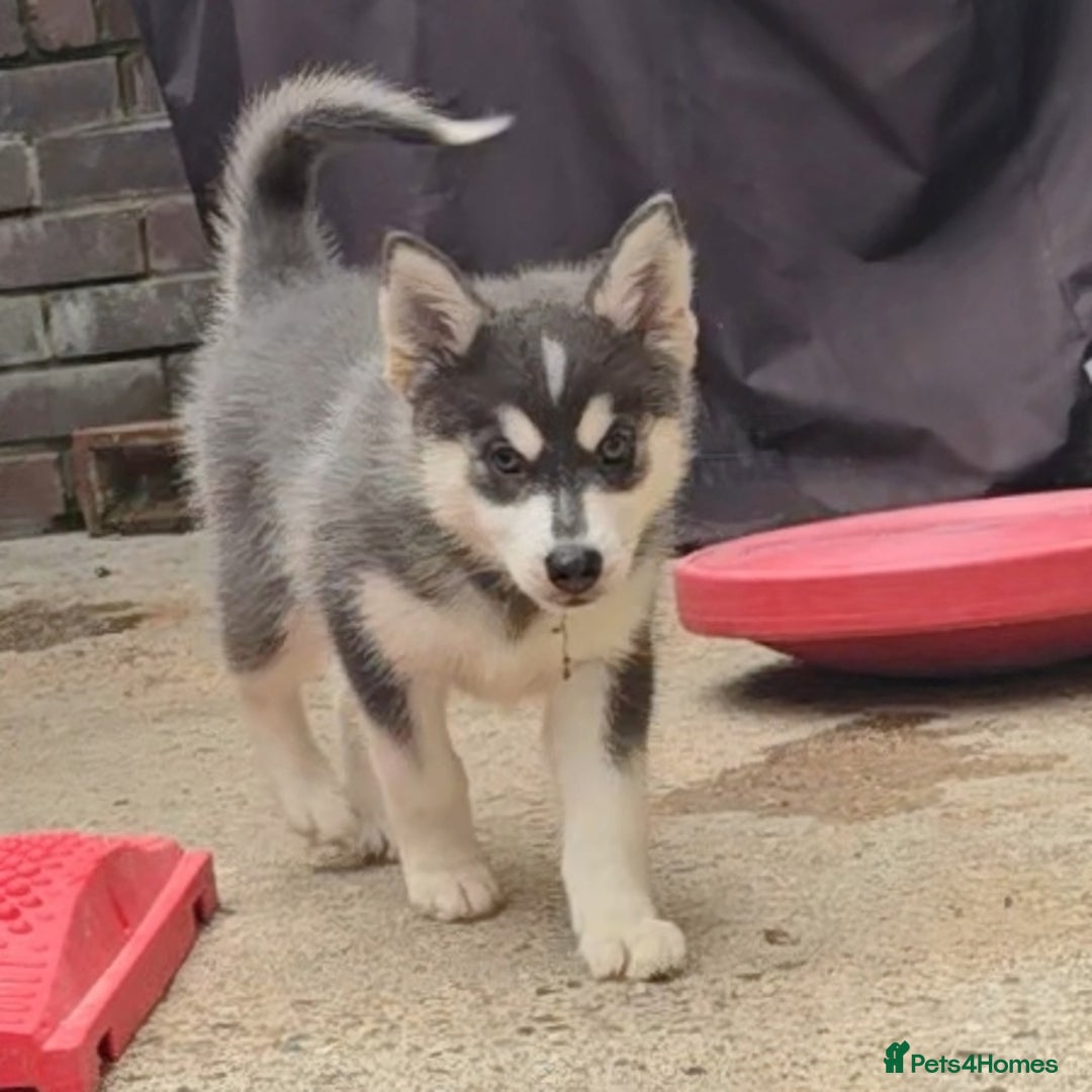 Pomsky dogs for sale: Stunning Pomsky Puppies Ready Now - Image 8