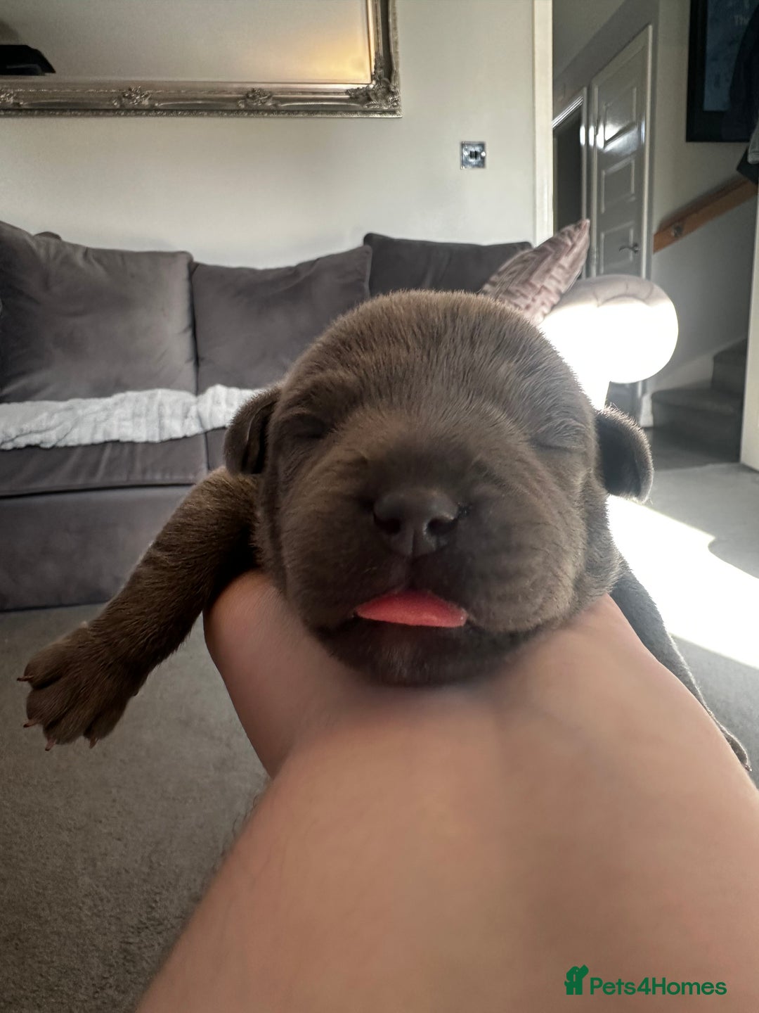 Staffordshire Bull Terrier dogs for sale: Quality Blue Staffies - Image 10