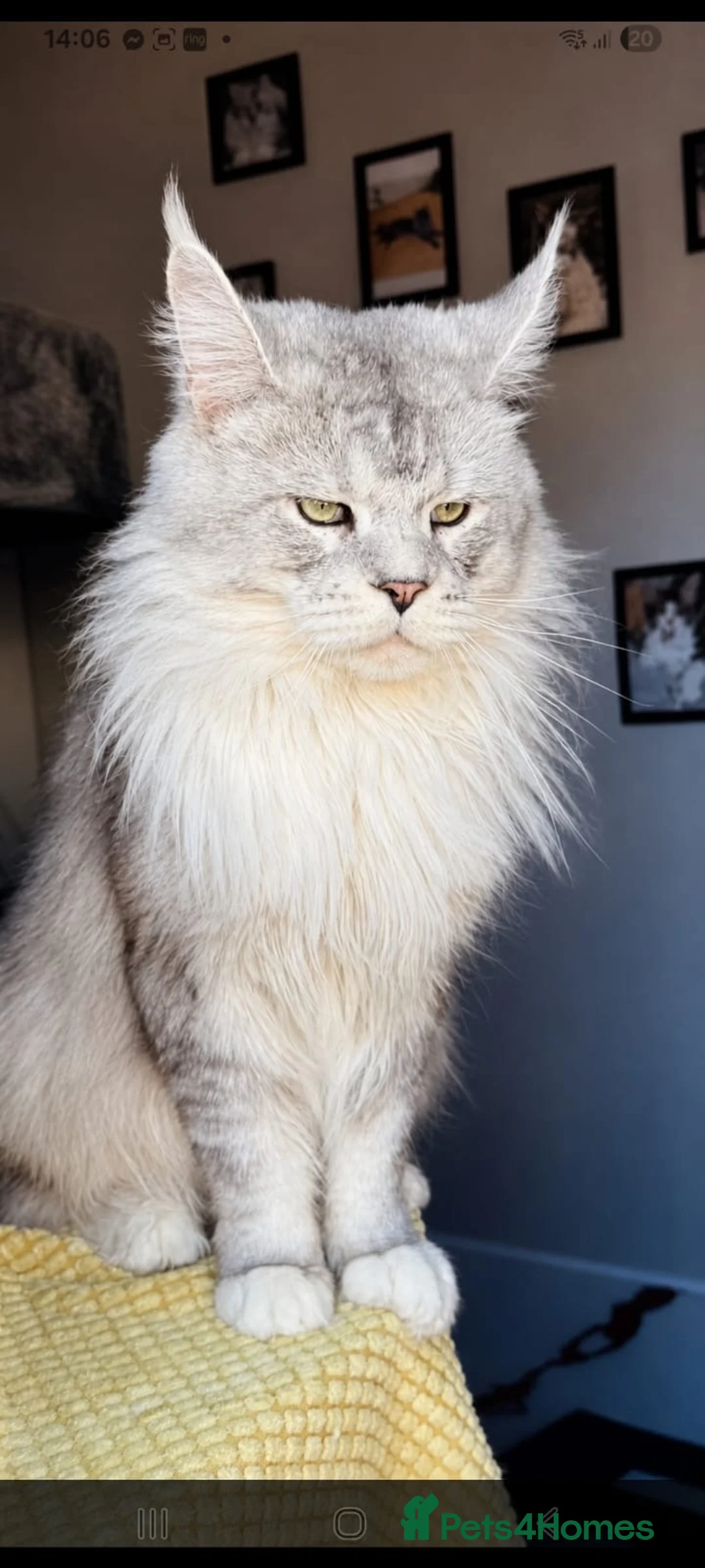 Maine Coon cats for sale: Sweet teddy bears. 🧸 🐈‍⬛ - Advert 2