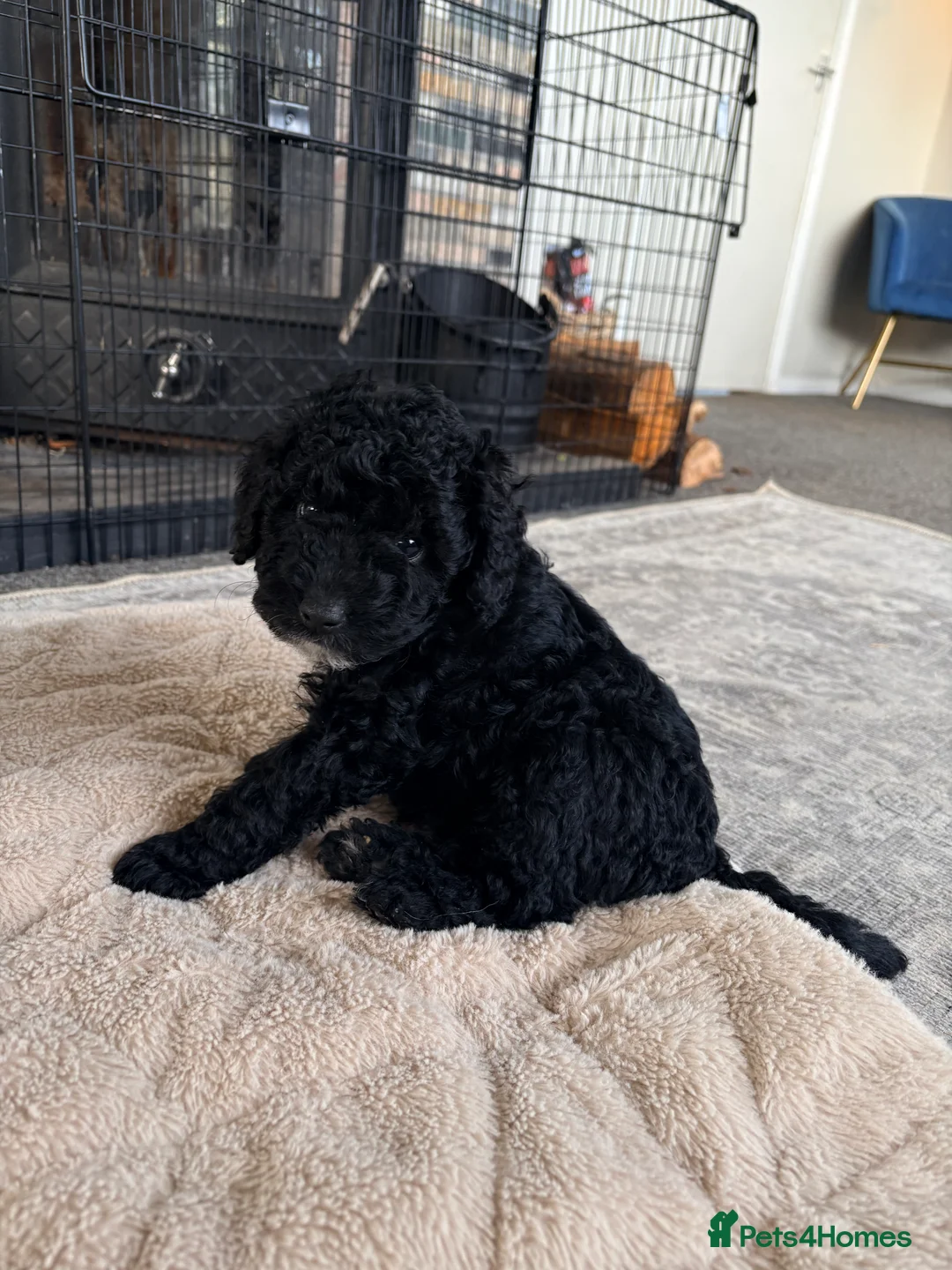 Cockapoo dogs for sale: F1B cockapoos last boy left  - Advert 1