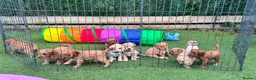 Toy Poodle dogs for stud: Charlie KC Toy poodle  extensively health tested  - Advert 2