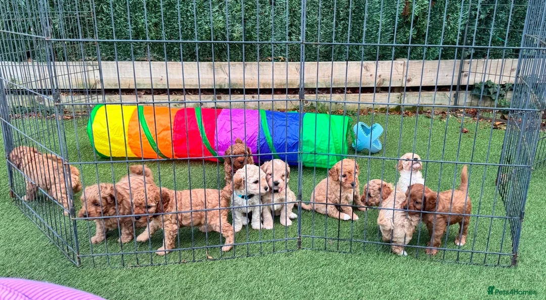 Toy Poodle dogs for stud: Charlie KC Toy poodle  extensively health tested  - Advert 2