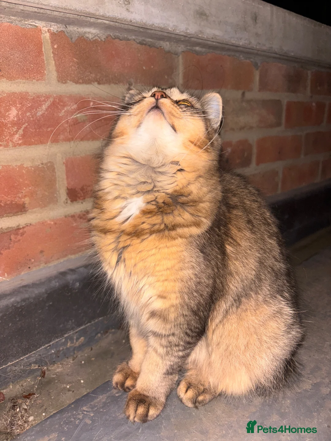 Mixed Breed cats for sale: URGENT GIRL NEED GOOD REHOMING in Bromley - Advert 2