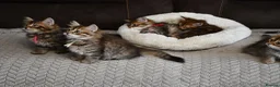 Siberian cats for sale: Pedigree Siberian Kittens from Tunguska House - Advert 17
