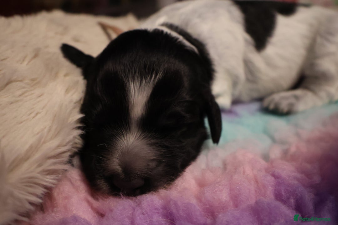 Cocker Spaniel dogs for sale: blue roan working cocker spaniels  - Advert 3