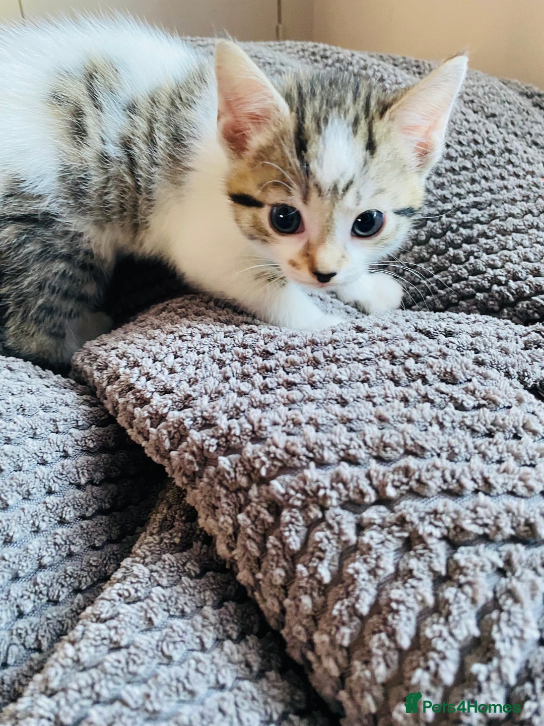 Mixed Breed cats for sale: 2 REMAINING Gorgeous Bengal x kittens all female  - Image 5