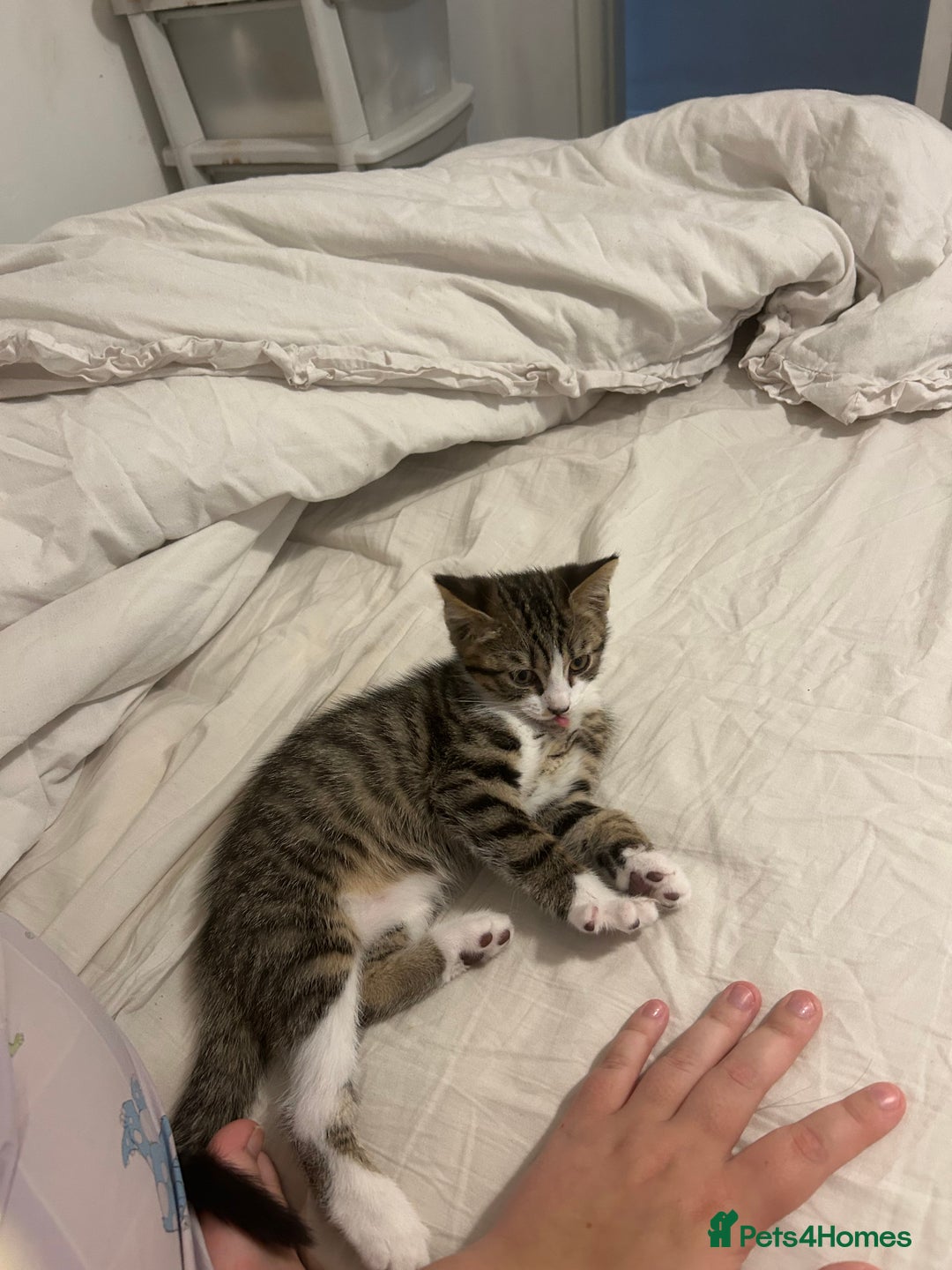British Shorthair cats for sale: Felix - Image 3
