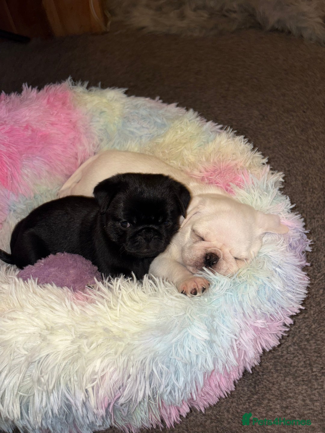 Pug dogs for sale: RESERVED  - Advert 4