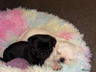 Pug dogs READY 10th Black f pug and white m pug puppies - Advert 9