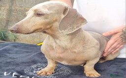 Dachshund dogs for sale: Beautiful Adult Feamel  - Image 3