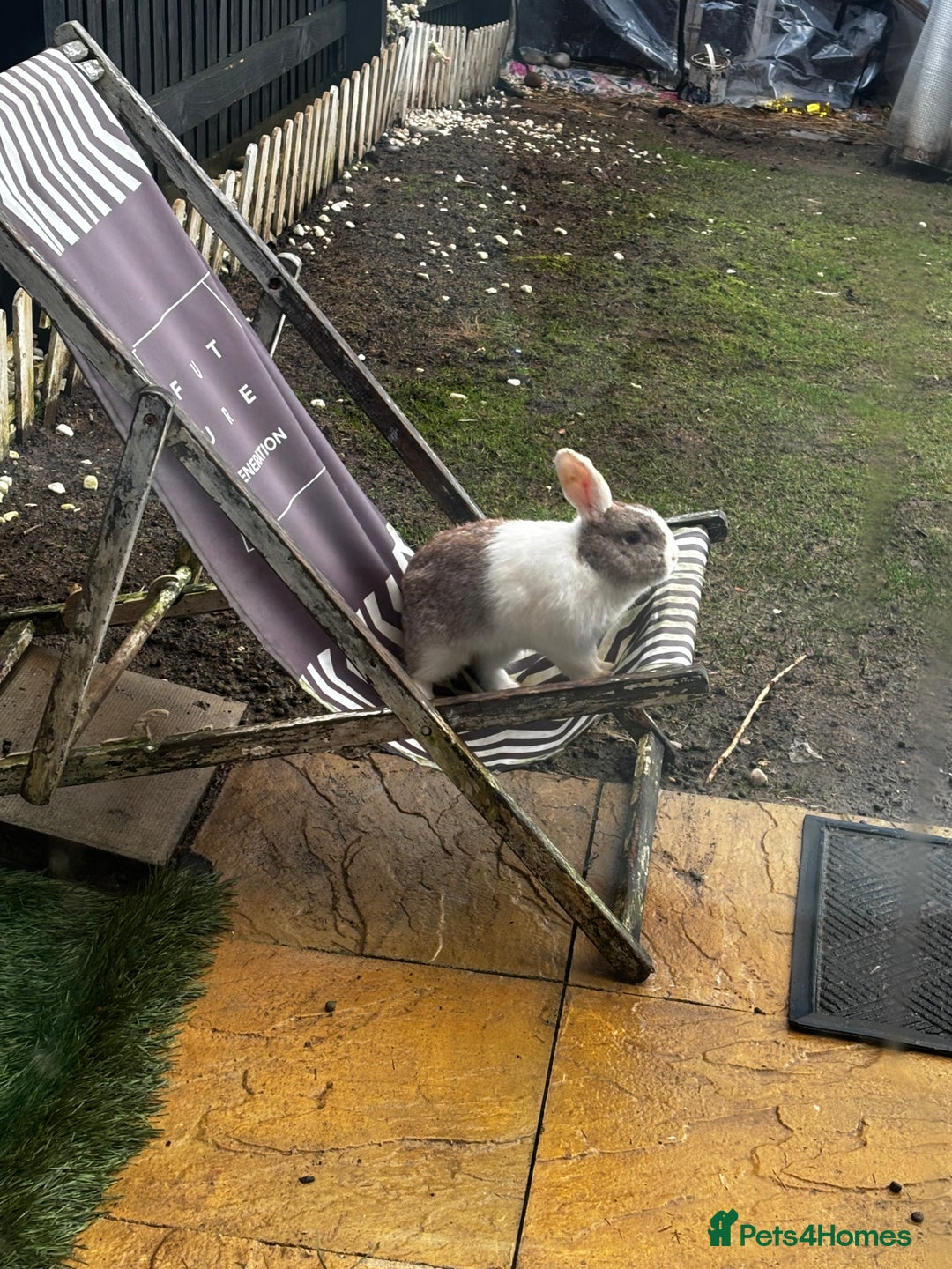 Mini Lop rabbits for sale: mini lops bucks and babies  - Advert 7