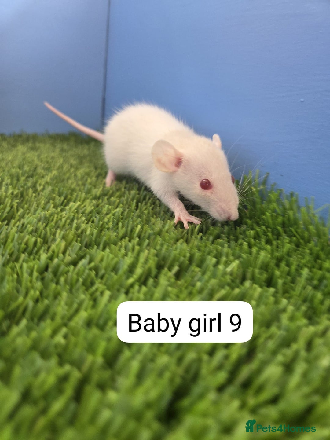 Rat rodents for sale: Baby Rats Girls Female Dwarf  - Image 8