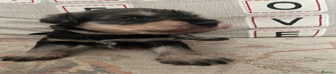 Miniature Schnauzer Puppy 7