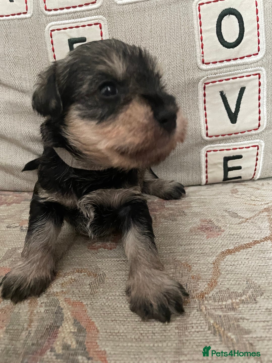 Miniature Schnauzer dogs for sale: Pepper & Salt miniature Schnauzer pups for sale  - Image 17