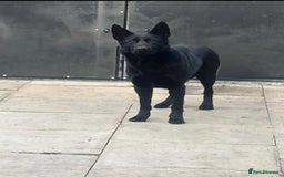 German Shepherd dogs for sale: Quality German Shepherd Cross Puppies  - Image 4