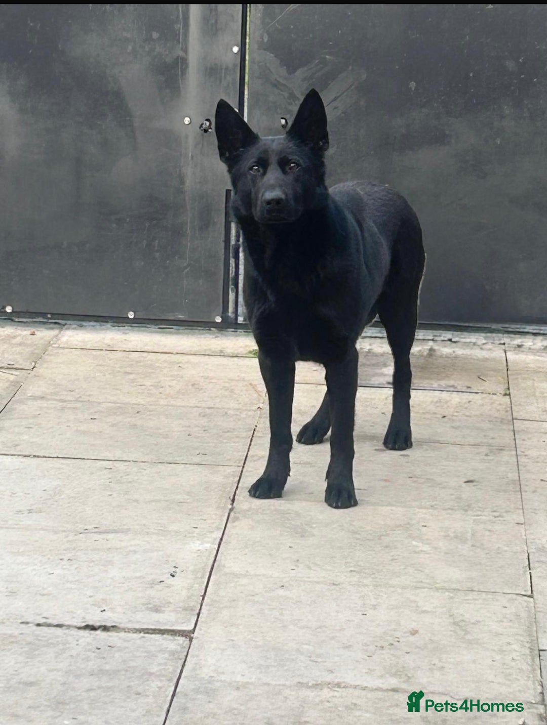 German Shepherd dogs for sale: Quality German Shepherd Cross Puppies  - Image 4