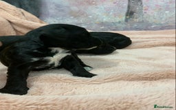 Cockapoo dogs for sale: F1 & F1b puppies. Health tested.  - Image 12
