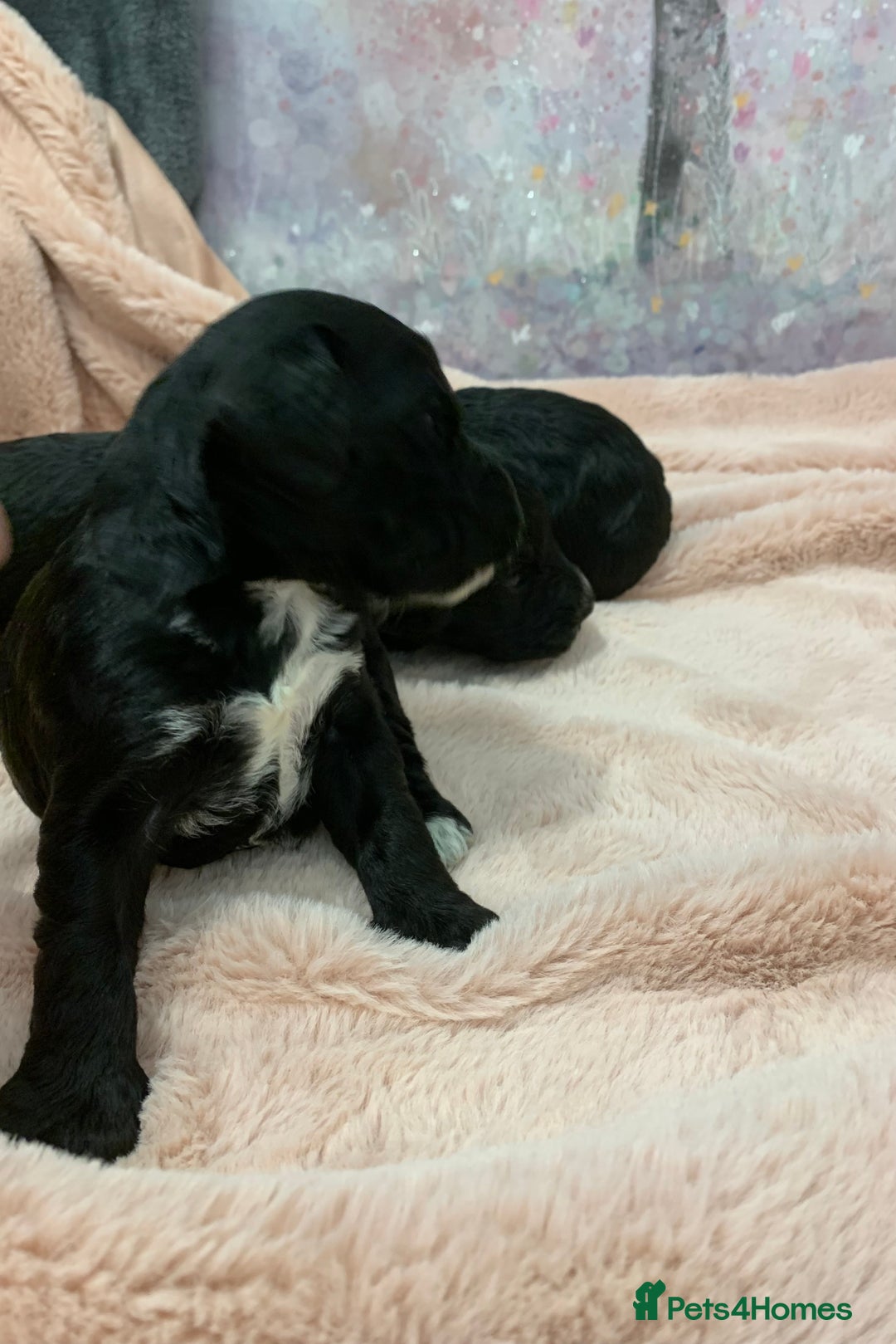 Cockapoo dogs for sale: F1 & F1b puppies. Health tested.  - Image 12