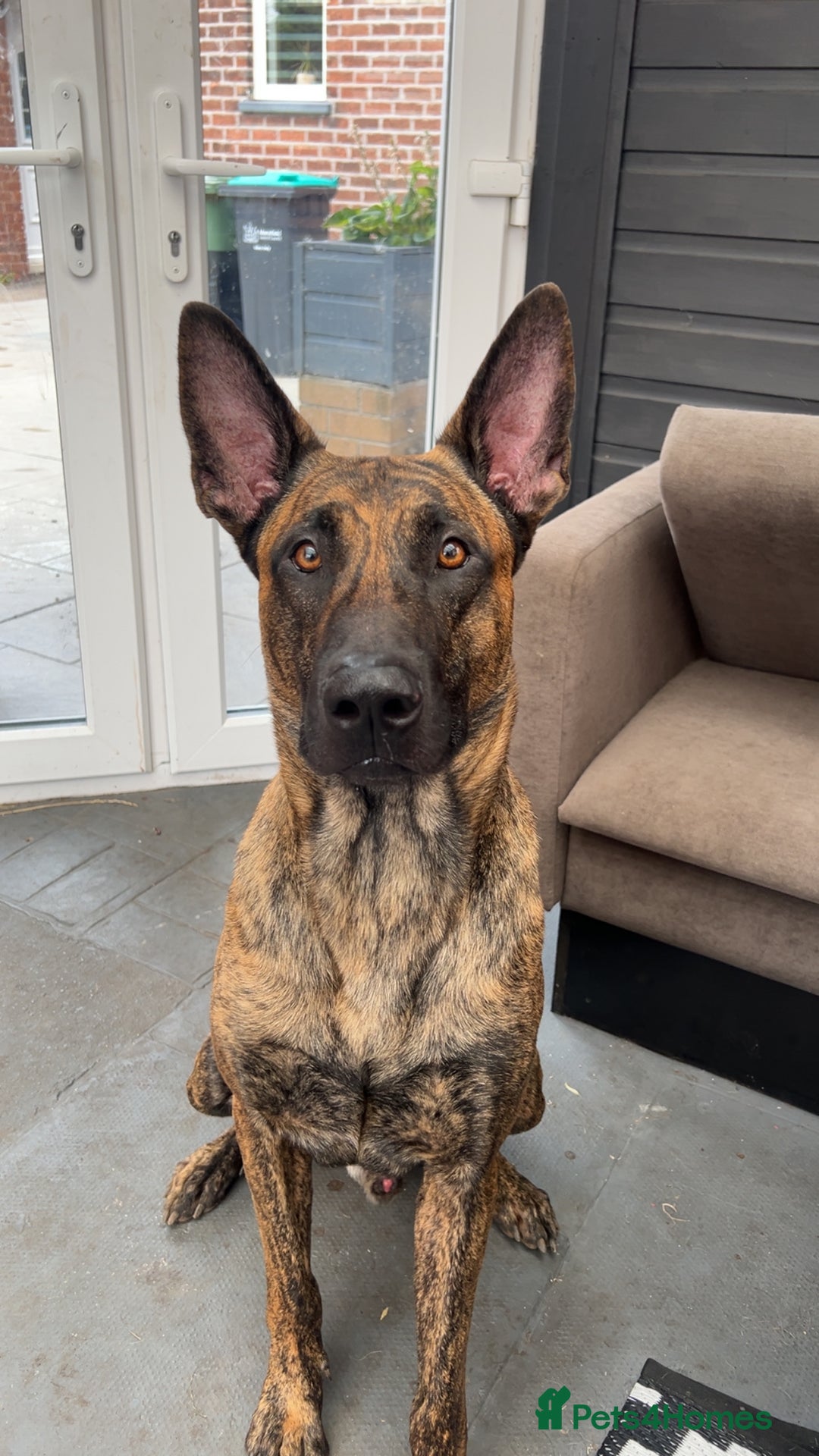 Belgian Shepherd Dog dogs for stud: DUTCH SHEPHERD for stud - Image 5