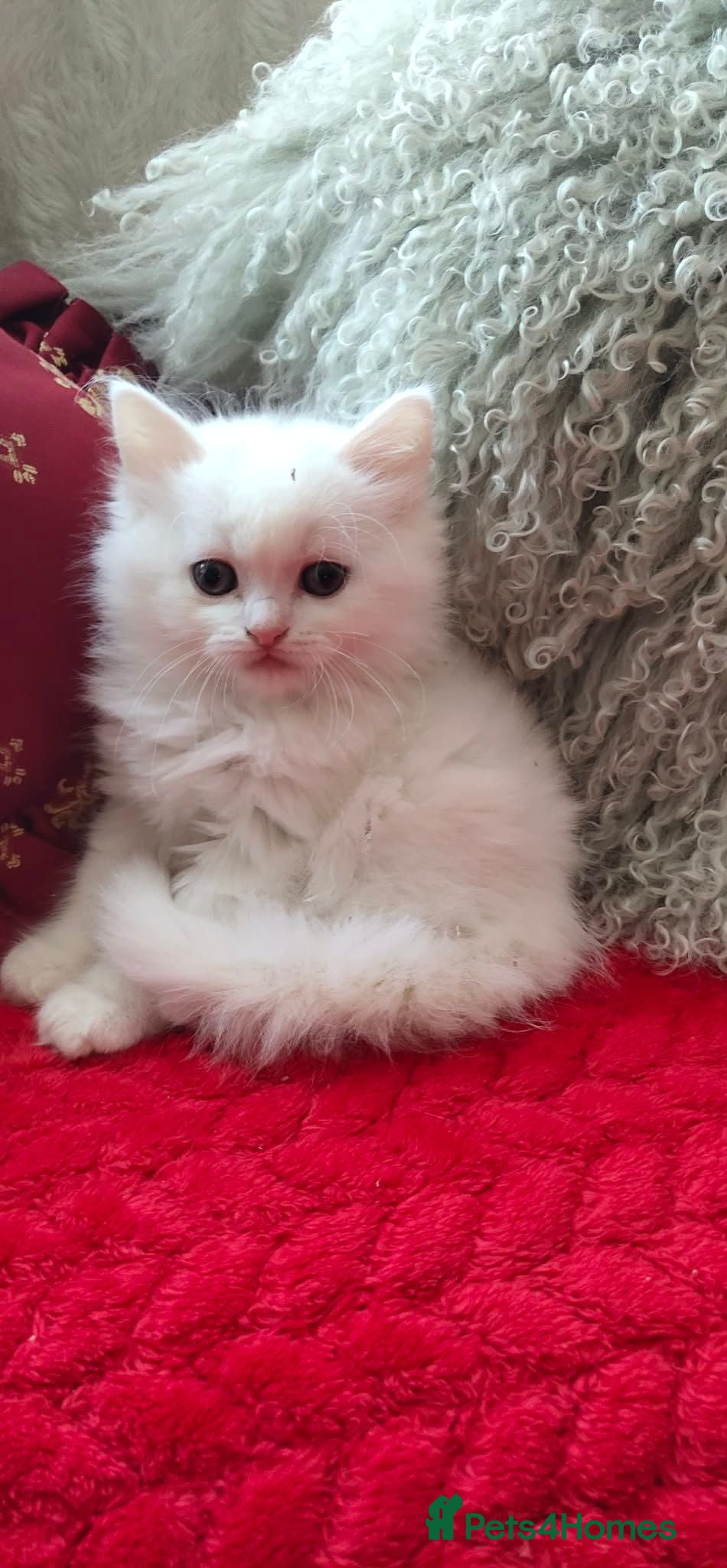 Mixed Breed cats Kitten - Advert 1