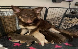 German Shepherd dogs for sale: German Shepherd rare colour pups available  - Image 9