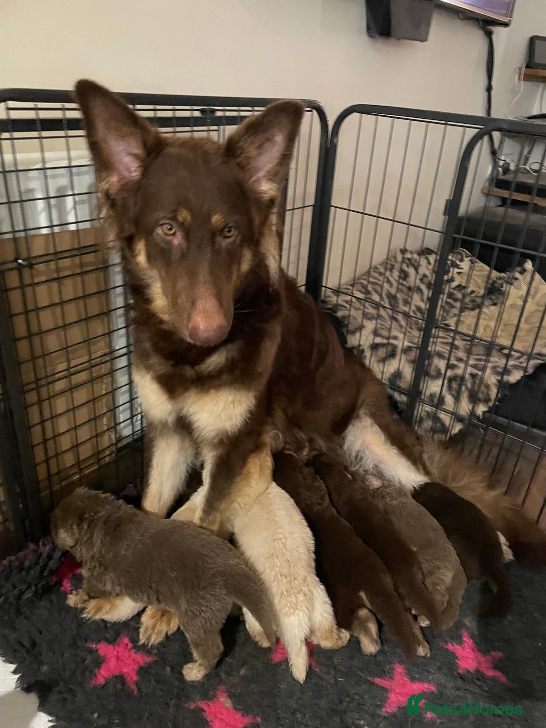 German Shepherd dogs for sale: German Shepherd rare colour pups available  - Image 9