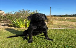 Mixed Breed dogs for sale: Pointer x Labrador puppies - Image 12