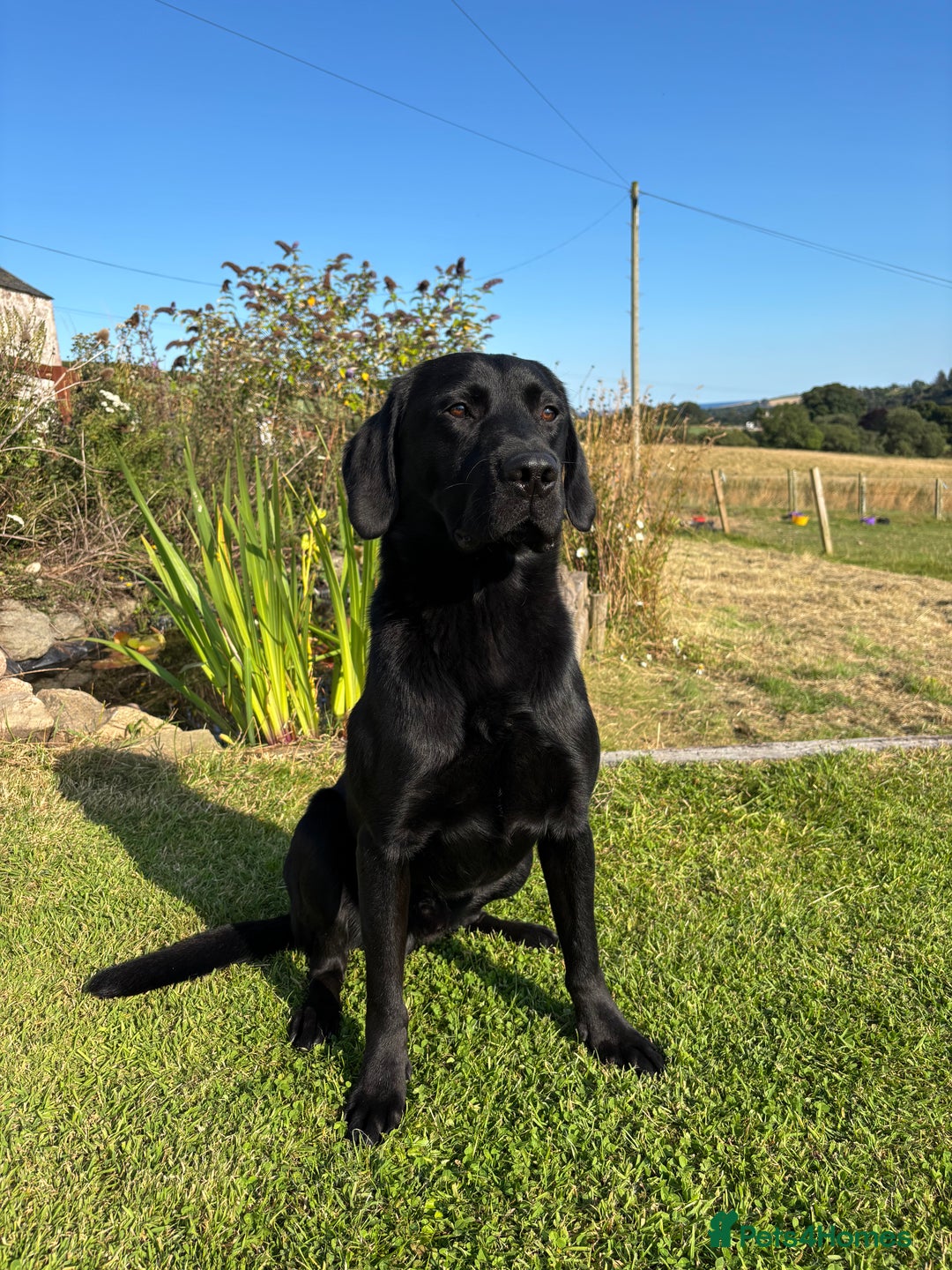Mixed Breed dogs for sale: Pointer x Labrador puppies - Image 12