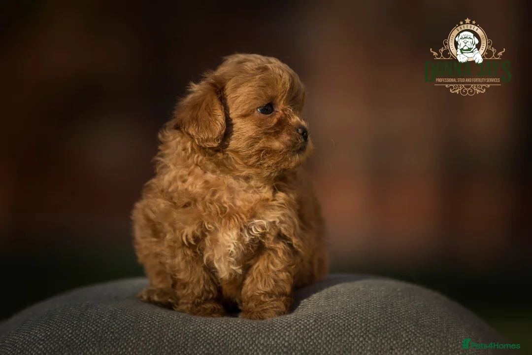 Shihpoo dogs for sale: ✨Rare Little Beauty from Donna Jays CelebrityK9s✨ - Advert 6