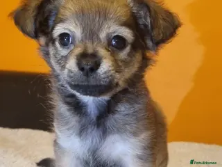 Chihuahua dogs Apple-Head Chihuahua Puppies | Long & Short Coat - Advert 5