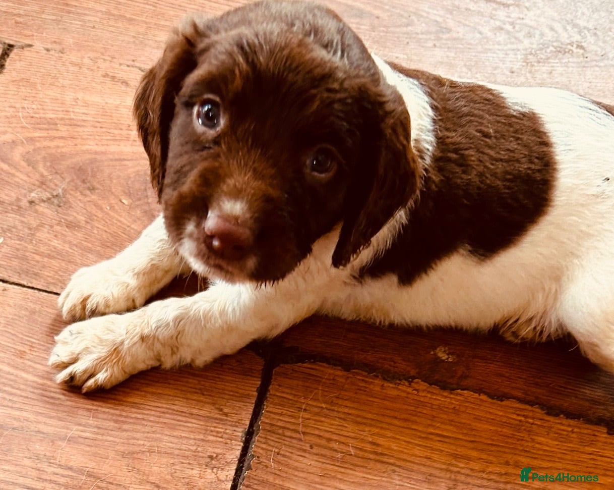 English Springer Spaniel dogs English Springer Spaniel Puppies For Sale - Advert 1