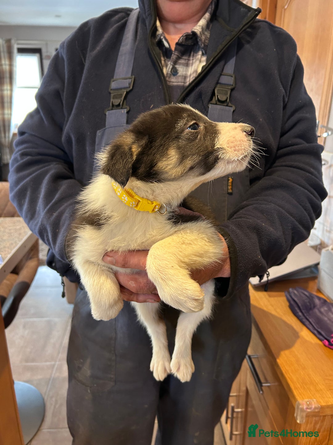 Border Collie dogs for sale: Working Border Collie Pups - Advert 4