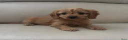 Cavapoo dogs for sale: Cavapoo puppies - Advert 5