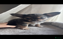 Chihuahua dogs for sale: READY TO LEAVE SOON Tiny Blue Longhair Chihuahua  - Advert 8