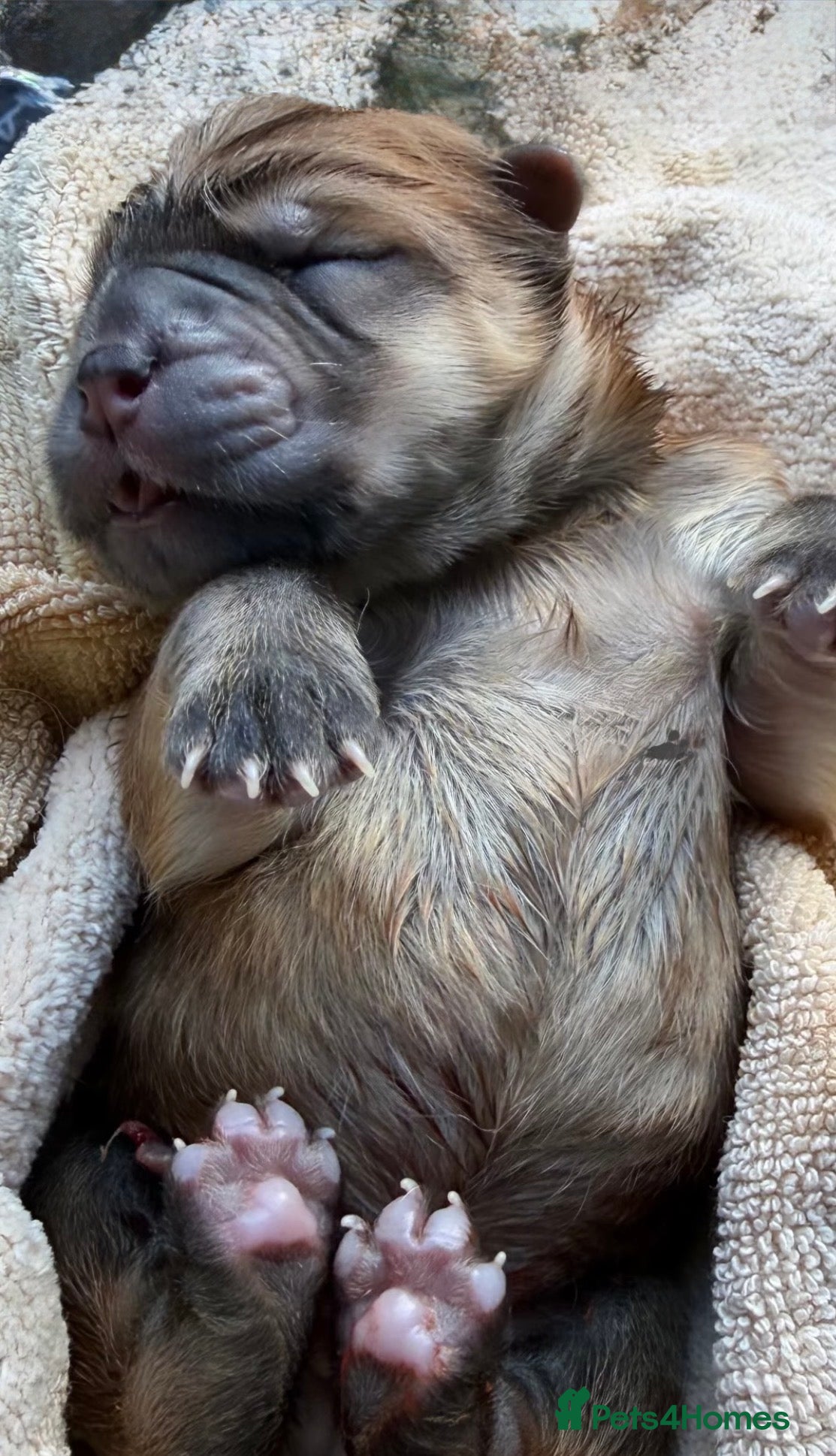Chow Chow dogs 🧸Beautiful chow chow puppies 🧸 - Advert 1