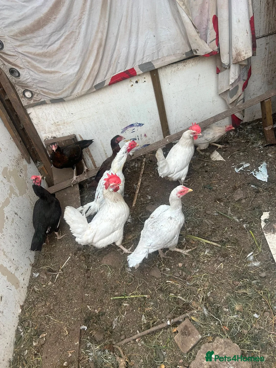 Mixed Breed poultry for sale: 8 chickens for sale in Nottingham - Advert 8